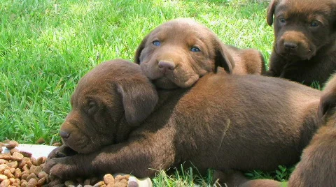 Lab Puppies Resting Stock Footage 137198