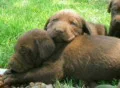Lab Puppies Resting Footage