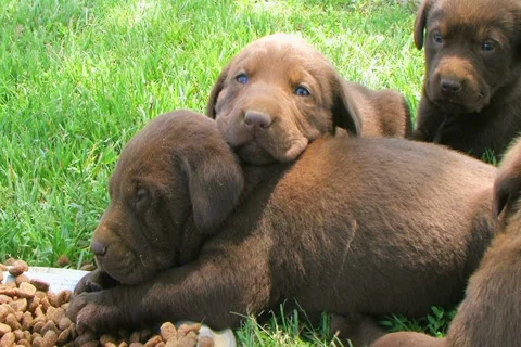 Lab Puppies Resting Video stock 2740139