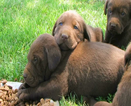 Lab Puppies Resting Stock Footage 2840938