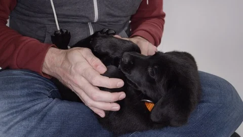 Lab puppy in mans lap Video stock 110748607