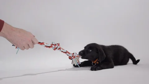 Lab puppy playing tug of war Stock Footage 110748637