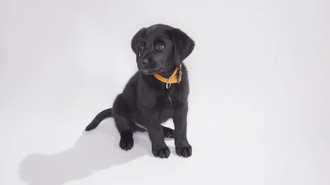Lab puppy sitting on white background Stock Footage 110748529