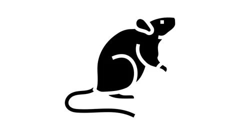 Lab rat genetic engineering glyph icon animation Stock Footage 326145883