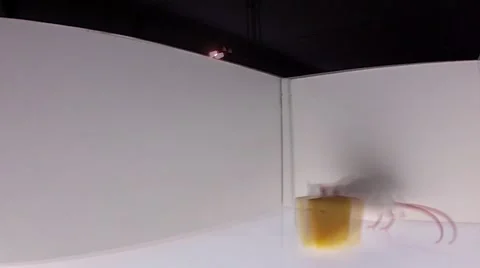 Lab rat runs through the maze looking for exit 06 Stock Footage 54778530