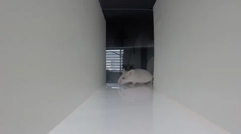 Lab rat runs through the maze looking for exit 02 Stock Footage 54780076