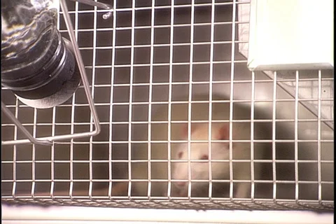 Lab rat wildly sniffing at bars of cage. Stock Footage 86753479