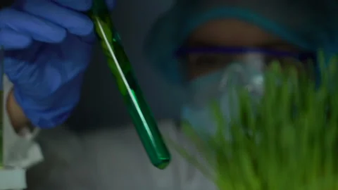 Lab researcher comparing plant test tube with wheatgrass sample, experiment Stock Footage 104944460