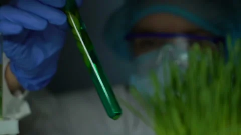 Lab researcher comparing plant test tube with wheatgrass sample, experiment Stock Footage 104947336