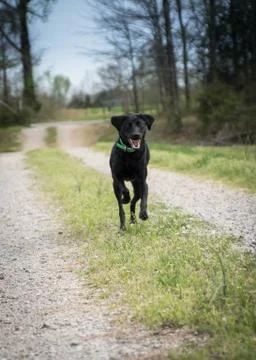 Lab running Stock Photos