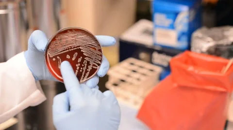 Lab tech holding petri dish Stock Footage 61725424