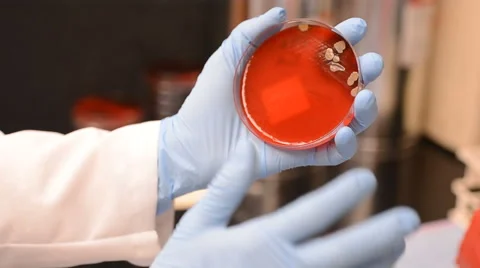 Lab tech holding petri dish Stock Footage 61725427