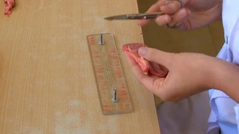 Lab technician cuts meat samples for research. Stock Footage 127320918