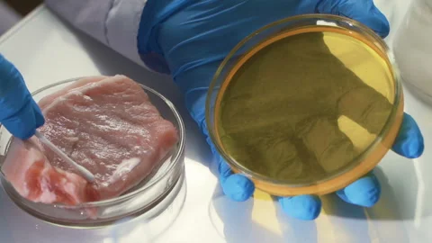 Lab technician does a microbiological test of meat. Stock Footage 100259173