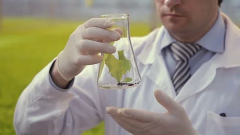 Lab technician examines green leaf in flask standing greenhouse on hydroponics. Stock Footage 77606926