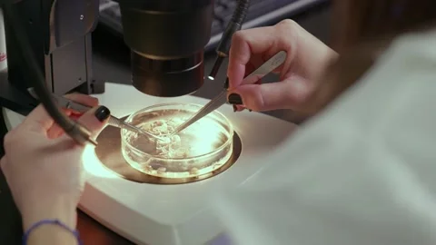 A lab technician examines a sample in a Petrie dish under the microscope. Stock Footage 155086850