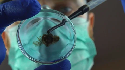 Lab Technician Mixing Multicolor Liquids in Glass Petri Dish in Protective Wear Stock Footage 129540926