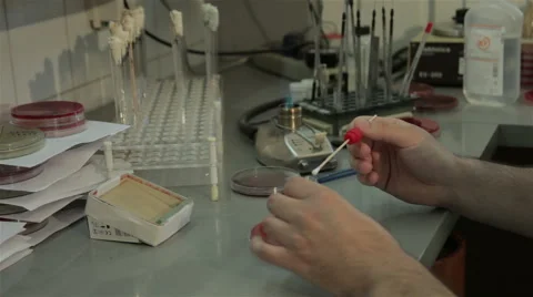 Lab technician performing bacterial analysis, bacteriology, hands close up. Video stock 50228507