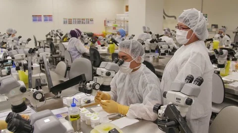 Lab technicians looking over samples Stock Footage 77604745