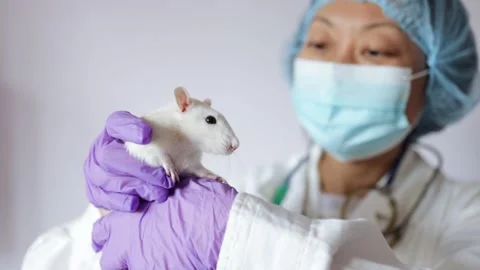 Lab worker screening rat behavior after experiment, illegal animal testing Stock Footage 289558174