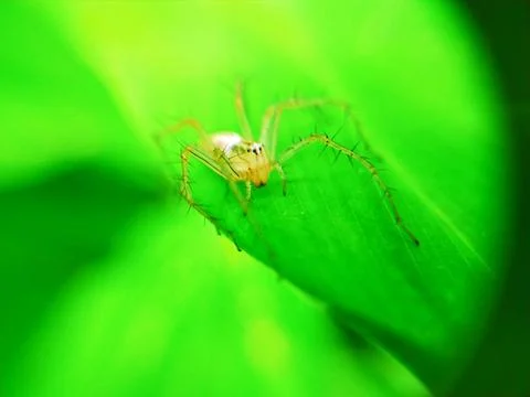 LABA-LABA Foto stock