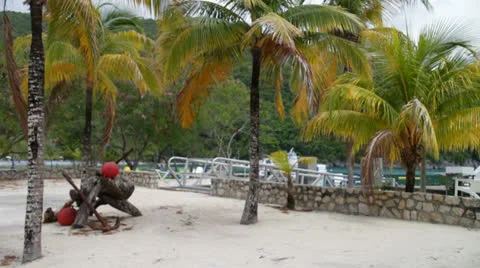 Labadee Haiti Palm Trees Video stock 26848404