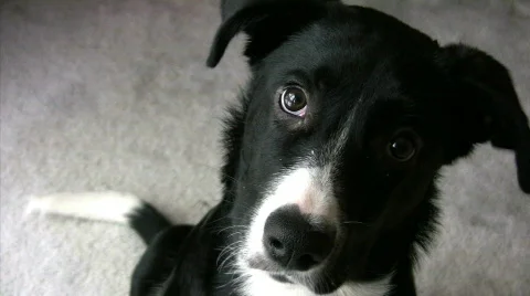 Lab/Border Collie looking at camera Video stock 273622