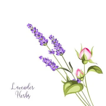 Label with lavender. Stock Illustration