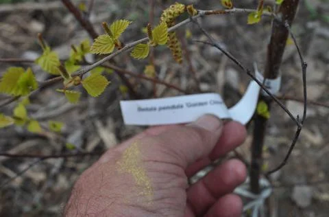 Label on seedlings Stock Photos