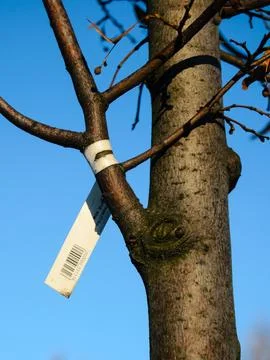 The label on the tree sapling 1 Foto stock