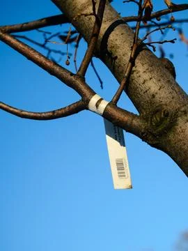 The label on the tree sapling Foto stock
