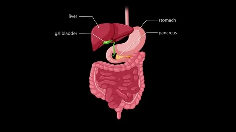 Labeled Animation of Human Digestive System Organs and Pathways 스톡 동영상 315014157