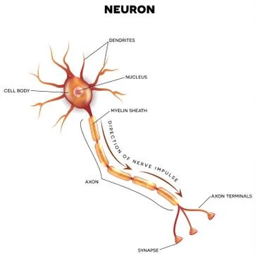 Labeled diagram of the neuron Ilustração Stock