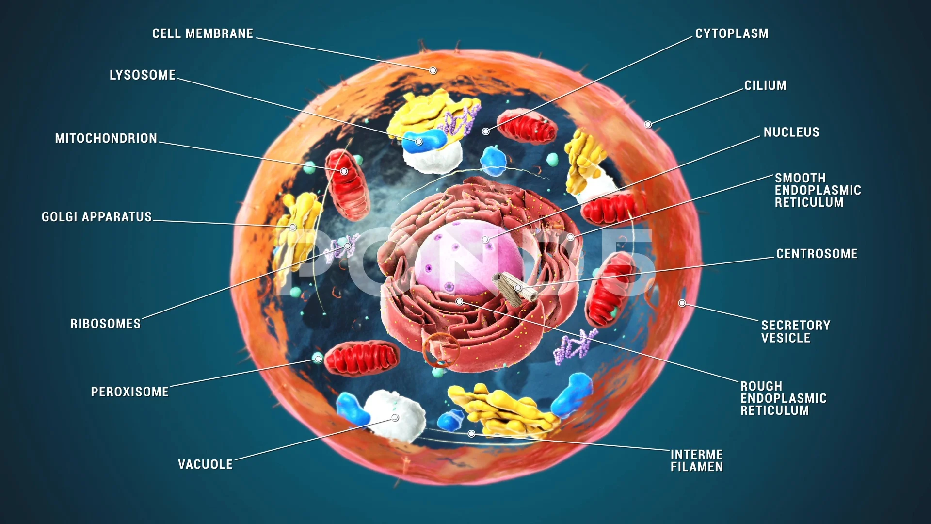 human cell model labeled
