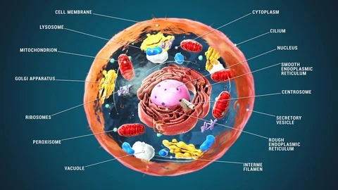 Labeled Eukaryotic cell, nucleus and org... | Stock Video | Pond5