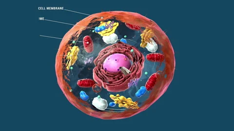 Labeled Eukaryotic cell, nucleus and organelles and plasma membrane - 3d il.. Stock Footage 315716389