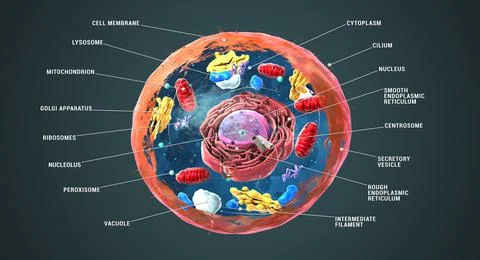 Labeled Eukaryotic cell, nucleus and organelles and plasma membrane Stock Illustration