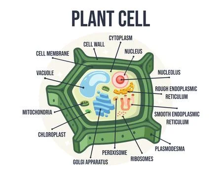 Labeled Flat Vector Illustration of Plant Cell Structure – Educational Biology D Stock Illustration