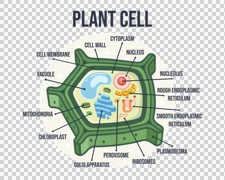 Labeled Flat Vector Illustration of Plant Cell Structure – Educational Biology D Stock Illustration