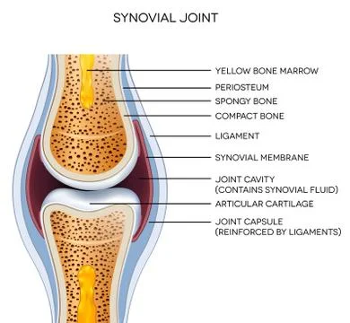 Labeled joint anatomy Stock Illustration