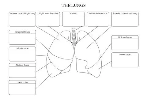 Labeled Lungs anatomy structure Stock Illustration