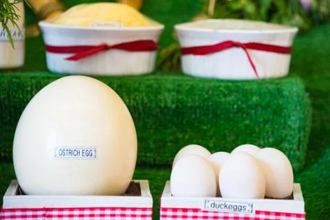 Labeled Ostrich Egg and Duck Eggs on Display Stock Photos