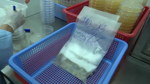 Labeled Sample Bag In Blue Basket foreground Petri Dish Writing Static Stock Footage 345048627