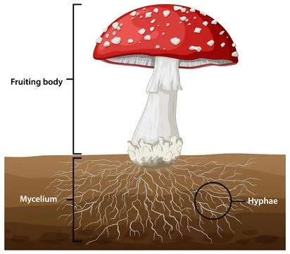 Labeled scientific vector diagram illustrates the fruiting body, mycelium, an Illustrazione stock