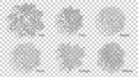 Labeled tree species outline illustrations top view transparent cutout Stock Illustration