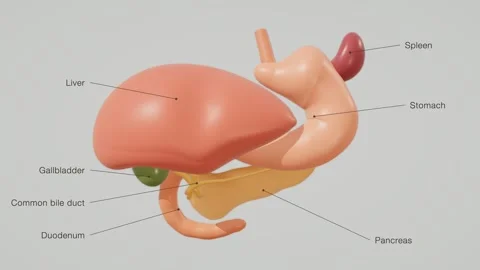 Labeled Upper Abdominal Organs On A Clinical Grey Studio Background Stock Footage 343821271