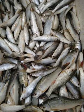 Labeo Bata Foto stock