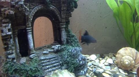 Labeo bicolor, leopard danio and Polypterus senegalus 库存影片 64601520