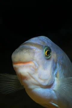 Labeotropheus fish Foto stock