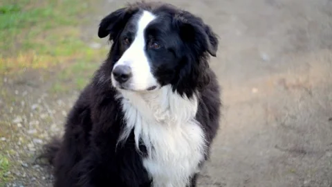 Labernese Alert: Canine Chatter Stock Footage 303941001
